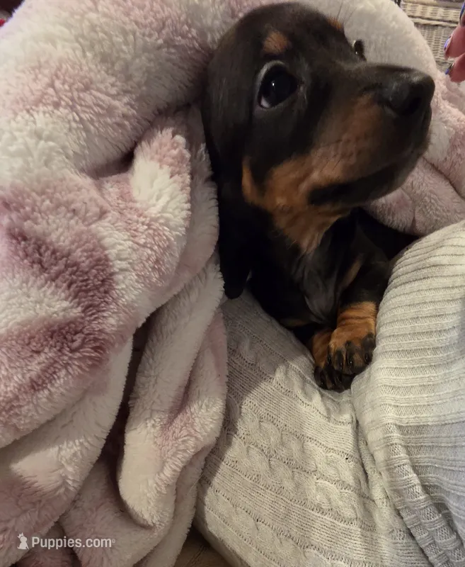 Red Boy  – Miniature Dachshund puppy for sale in Canterbury, CT
