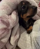 Red Boy , a male Miniature Dachshund for sale in Canterbury, CT – 3 of 10