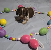 Orange boy, a male Miniature Dachshund for sale in Canterbury, CT – Photo 3 of 7