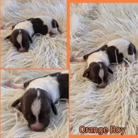 Orange boy, a male Miniature Dachshund for sale in Canterbury, CT – Photo 7 of 7