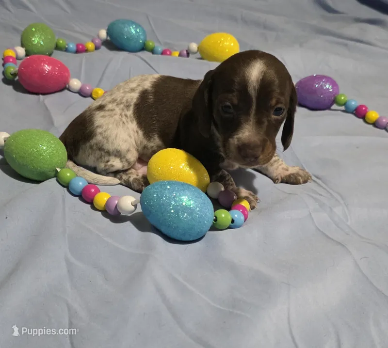 Orange boy – Miniature Dachshund puppy for sale in Canterbury, CT