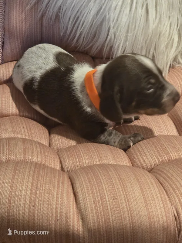 Orange boy – Miniature Dachshund puppy for sale in Canterbury, CT