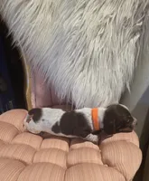 Orange boy, a male Miniature Dachshund for sale in Canterbury, CT – Photo 5 of 7