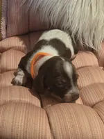 Orange boy, a male Miniature Dachshund for sale in Canterbury, CT – Photo 6 of 7