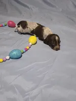 Orange boy, a male Miniature Dachshund for sale in Canterbury, CT – Photo 2 of 7