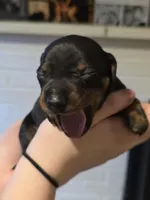 Pink Girl, a female Miniature Dachshund for sale in Canterbury, CT – Photo 4 of 6