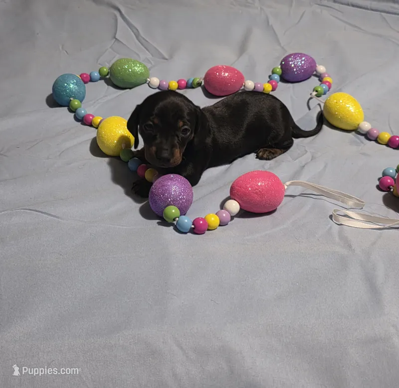 Pink Girl – Miniature Dachshund puppy for sale in Canterbury, CT