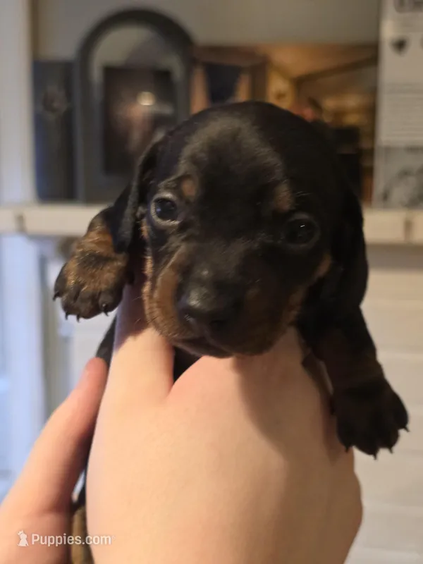Pink Girl – Miniature Dachshund puppy for sale in Canterbury, CT