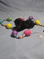 Pink Girl, a female Miniature Dachshund for sale in Canterbury, CT – Photo 2 of 6