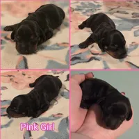 Pink Girl, a female Miniature Dachshund for sale in Canterbury, CT – Photo 6 of 6