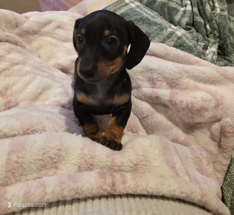 Pink Girl – Miniature Dachshund puppy for sale in Canterbury, CT