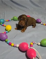 Blue Boy, a male Miniature Dachshund for sale in Canterbury, CT – 3 of 5