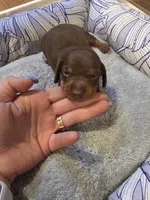 Green Girl, a female Miniature Dachshund for sale in Canterbury, CT – Photo 3 of 4