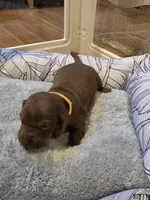 Yellow Girl, a female Miniature Dachshund for sale in Canterbury, CT – Photo 5 of 6