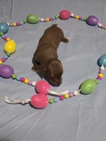 Yellow Girl, a female Miniature Dachshund for sale in Canterbury, CT – Photo 3 of 6