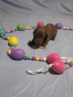 Yellow Girl, a female Miniature Dachshund for sale in Canterbury, CT – Photo 2 of 6