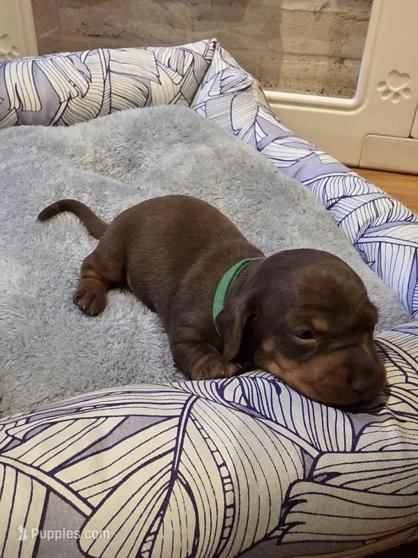 Green Girl – Miniature Dachshund puppy for sale in Canterbury, CT