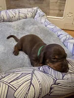 Green Girl, a female Miniature Dachshund for sale in Canterbury, CT – Photo 1 of 4