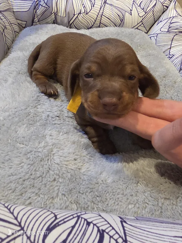 Yellow Girl – Miniature Dachshund puppy for sale in Canterbury, CT