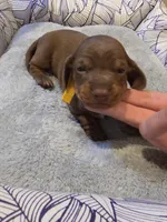 Yellow Girl, a female Miniature Dachshund for sale in Canterbury, CT – Photo 4 of 6