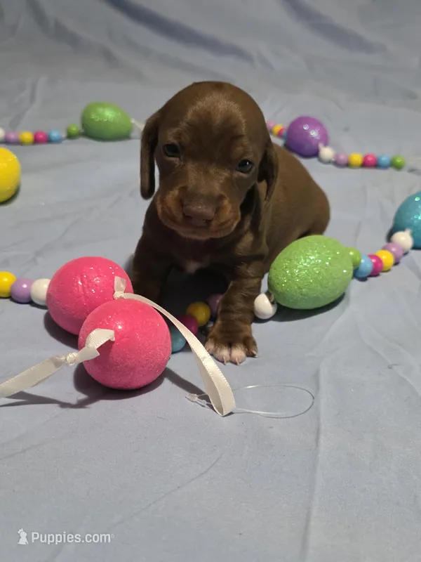 Yellow Girl – Miniature Dachshund puppy for sale in Canterbury, CT