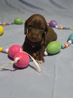 Yellow Girl, a female Miniature Dachshund for sale in Canterbury, CT – Photo 1 of 6