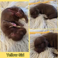 Yellow Girl, a female Miniature Dachshund for sale in Canterbury, CT – Photo 6 of 6