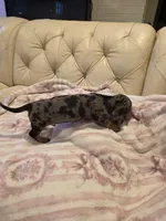 Green Boy, a male Miniature Dachshund for sale in Canterbury, CT – 2 of 10