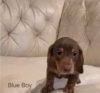 Blue Boy, a male Miniature Dachshund for sale in Canterbury, CT – 1 of 5