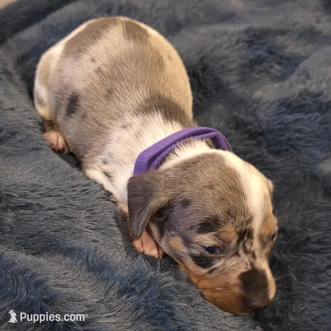 Purple Girl, a female Miniature Dachshund for sale in Canterbury, CT – Photo 4 of 7