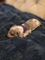 Purple Girl, a female Miniature Dachshund for sale in Canterbury, CT – Photo 5 of 7