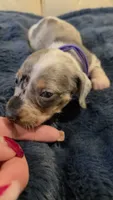 Purple Girl, a female Miniature Dachshund for sale in Canterbury, CT – Photo 6 of 7