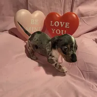 Purple Girl, a female Miniature Dachshund for sale in Canterbury, CT – Photo 2 of 7