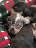 Purple Girl, a female Miniature Dachshund for sale in Canterbury, CT – Photo 3 of 7