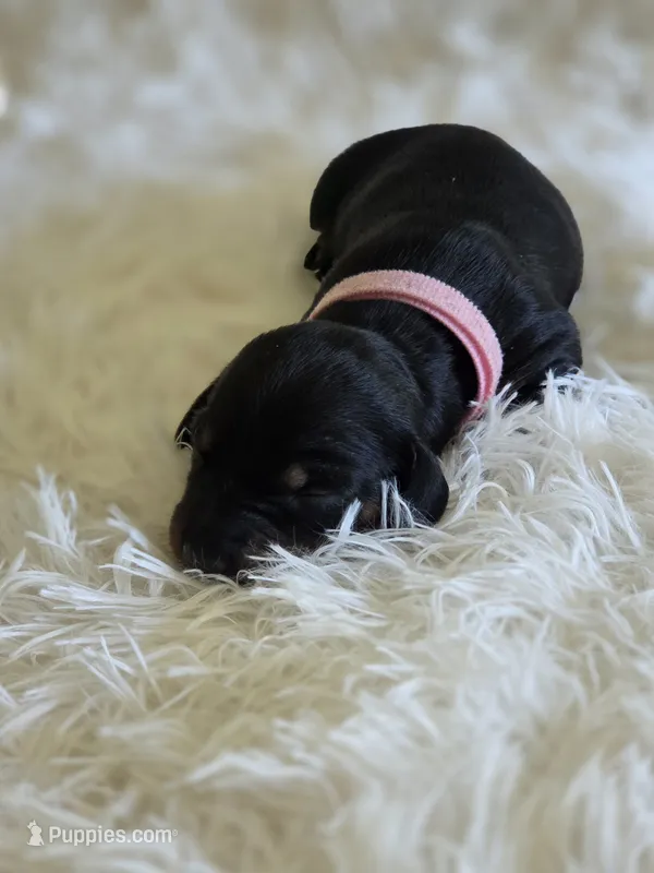 Pink Girl – Miniature Dachshund puppy for sale in Canterbury, CT