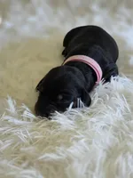 Pink Girl, a female Miniature Dachshund for sale in Canterbury, CT – 1 of 3