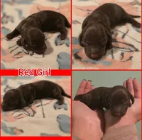 Red Girl, a female Miniature Dachshund for sale in Canterbury, CT – Photo 8 of 8