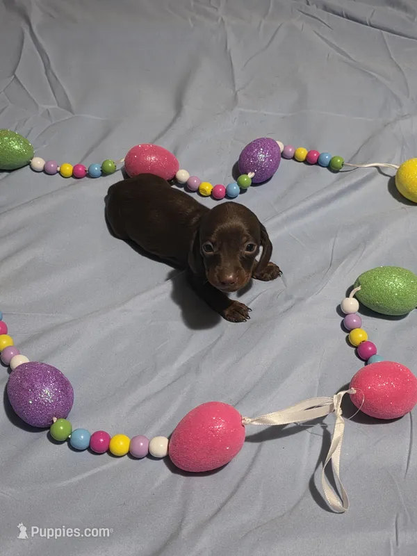 Red Girl – Miniature Dachshund puppy for sale in Canterbury, CT