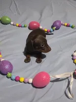 Red Girl, a female Miniature Dachshund for sale in Canterbury, CT – Photo 3 of 8