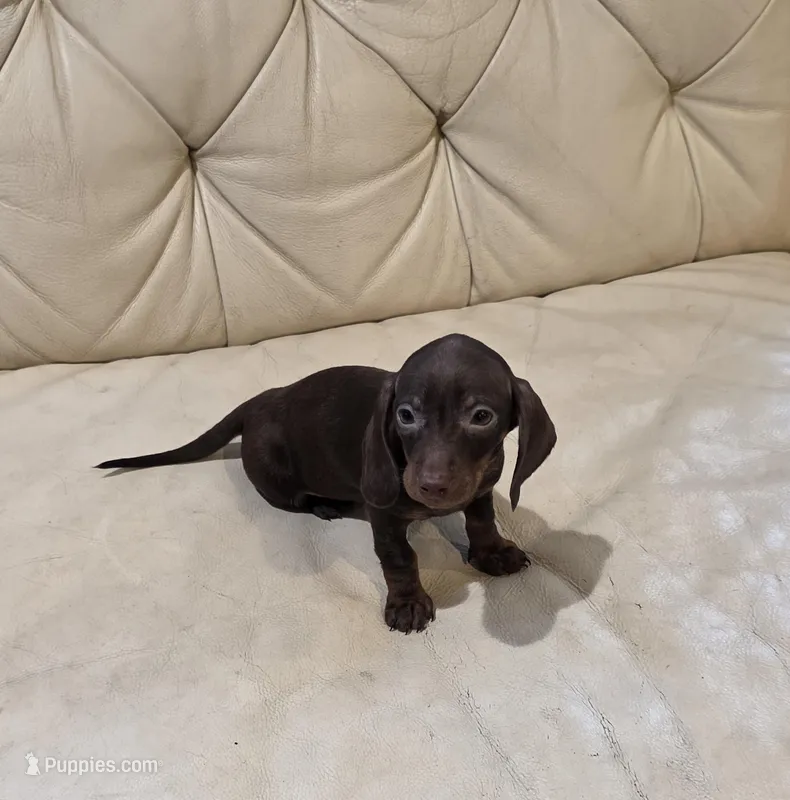Red Girl – Miniature Dachshund puppy for sale in Canterbury, CT