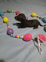 Red Girl, a female Miniature Dachshund for sale in Canterbury, CT – Photo 2 of 8