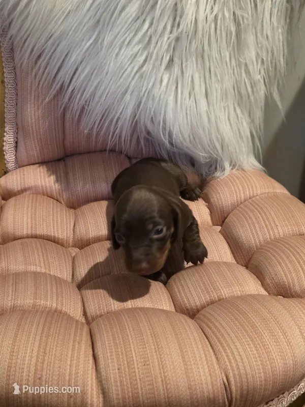 Red Girl – Miniature Dachshund puppy for sale in Canterbury, CT