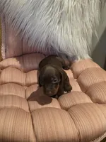 Red Girl, a female Miniature Dachshund for sale in Canterbury, CT – Photo 5 of 8