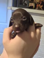 Red Girl, a female Miniature Dachshund for sale in Canterbury, CT – Photo 6 of 8