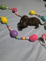 Red Girl, a female Miniature Dachshund for sale in Canterbury, CT – Photo 4 of 8