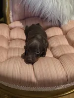 Red Girl, a female Miniature Dachshund for sale in Canterbury, CT – Photo 7 of 8