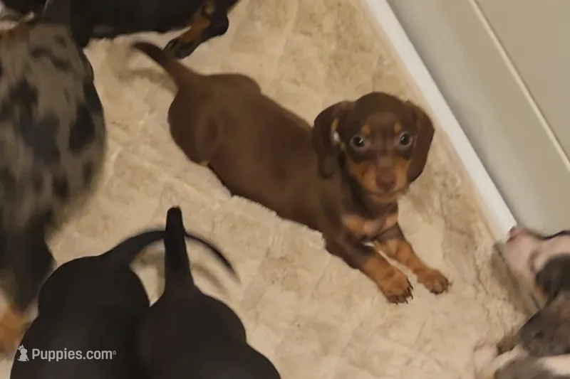 Purple Girl – Miniature Dachshund puppy for sale in Canterbury, CT