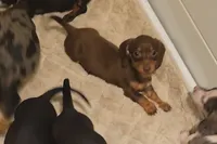 Purple Girl, a female Miniature Dachshund for sale in Canterbury, CT – 1 of 8