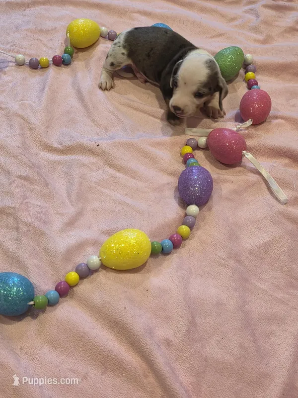 Black Boy – Miniature Dachshund puppy for sale in Canterbury, CT