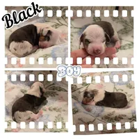 Black Boy, a male Miniature Dachshund for sale in Canterbury, CT – Photo 5 of 5